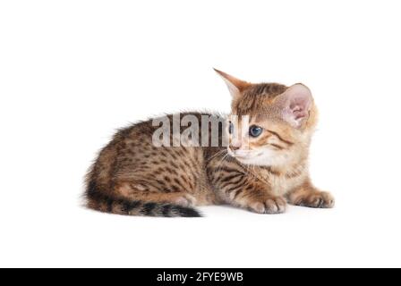 Un gattino macchiato in purea giace su uno sfondo bianco isolato Foto Stock