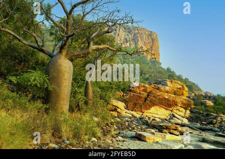 Boab Tree al punto raft, il Kimberley, Australia occidentale, Australia Foto Stock