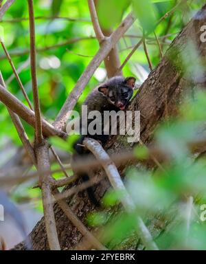 Cucciolo di civetta di palme asiatiche sugli alberi, UNA creatura minuscola persa nella giungla, temuto, perso, & abbandonato occhi cubici nei raggi di sole di metà giornata... Foto Stock