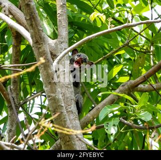 Cucciolo di civetta di palme asiatiche sugli alberi, UNA creatura minuscola persa nella giungla, temuto, perso, & abbandonato occhi cubici nei raggi di sole di metà giornata... Foto Stock