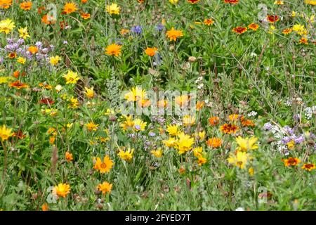 Bunte Sommerblumen auf einer Blumenwiese, Deutschland, Europa Foto Stock