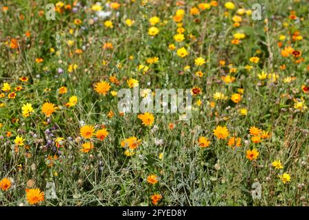 Bunte Sommerblumen auf einer Blumenwiese, Deutschland, Europa Foto Stock