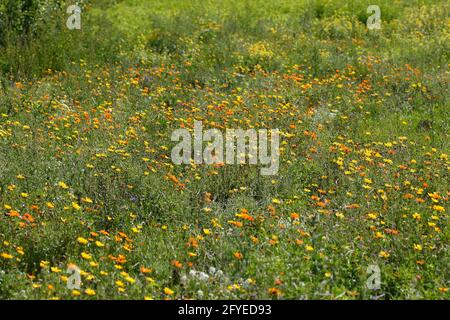 Bunte Sommerblumen auf einer Blumenwiese, Deutschland, Europa Foto Stock