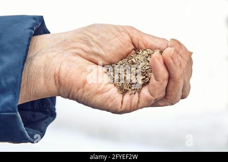 La donna anziana tiene piccoli semi di aneto su palma rugosa sfondo bianco in cucina giardino in primavera giorno vicino superiore visualizza Foto Stock