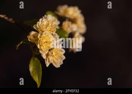 Banksia Lutea Foto Stock