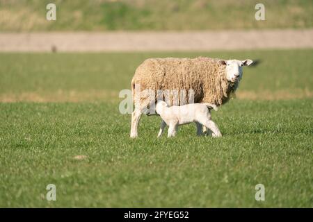 Madre pecora e i suoi agnelli gemelli bere latte dalla pecora. In primavera mattina Foto Stock