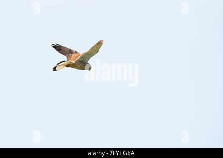 Un Kestrel dettagliato galleggia contro un bel cielo blu con nuvole bianche, l'uccello della preda è in cerca di preda Foto Stock