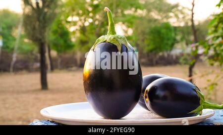 Grezza Purple Eggplant in uno speciale cesto di vimini per Eggplant su sfondo tramonto. Foto Stock