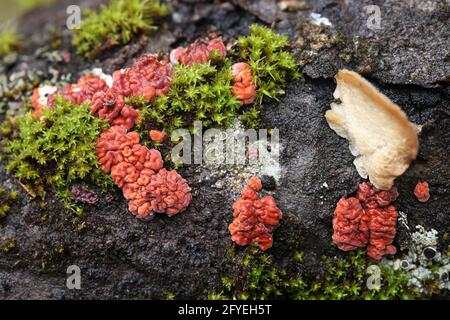 Peniophora rufa, conosciuto come cervello di albero rosso, fungo selvaggio dalla Finlandia Foto Stock