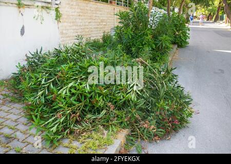 Rami potati e accatastati presso la strada a Heybeliada, Istanbul Foto Stock