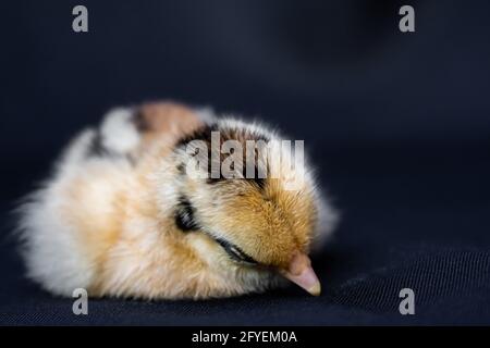 Baby Mini Cochin Chick su sfondo blu scuro in luce studio. Foto Stock