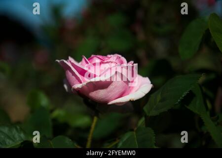 Una splendida rosa è sorpassata da Heybeliada, una delle isole principesche. Rosa fuoco selettivo Foto Stock