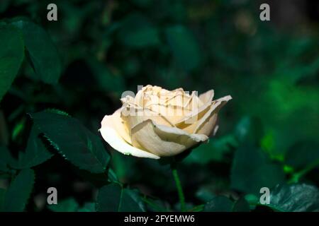 Una meravigliosa rosa bianca di Heybeliada, una delle isole principesche. Rosa fuoco selettivo Foto Stock