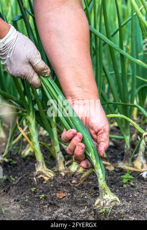 Raccolta di cipolle da agricoltori mano dal suolo in giardino biologico, raccolta di verdure Foto Stock