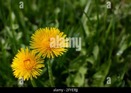 Due diandelioni gialli su sfondo verde. Tema estivo. Messa a fuoco selettiva Foto Stock