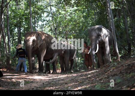 Un elefante mahout e un elefante che cammina attraverso la foschia nella giungla. Stile di vita di surin elefanti villaggio. Foto Stock