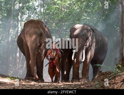 Un elefante mahout e un elefante che cammina attraverso la foschia nella giungla. Stile di vita di surin elefanti villaggio. Foto Stock