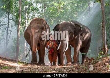 Un elefante mahout e un elefante che cammina attraverso la foschia nella giungla. Stile di vita di surin elefanti villaggio. Foto Stock