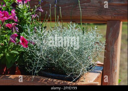 Un cespuglio di Leucofita argentata con petunia in una pentola decora la strada. Leucophyta brownii è un arbusto australiano duro con fogliame grigio-argento in spr Foto Stock