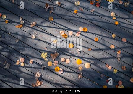 Vecchie tavole di pavimenti in legno coperte di autunno giallo caduto foglie Foto Stock