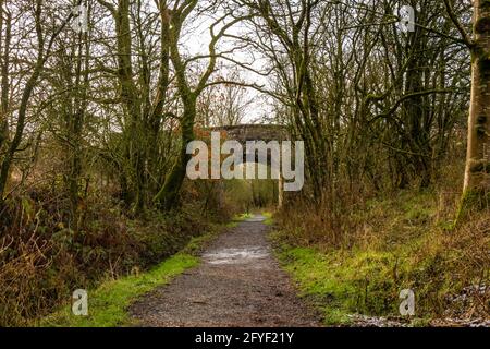 In inverno, in Scozia, si percorre un bosco a foglia larga, con un ponte sullo sfondo Foto Stock