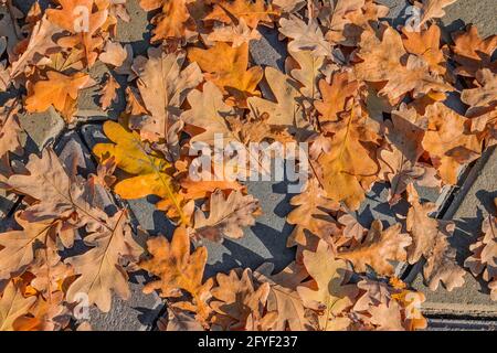 Foglie autunnali di quercia caduto sul marciapiede, pavimentate con pietre grigie per pavimentazione in cemento. Foglie gialle d'autunno sul sentiero, vista dall'alto. Foto Stock