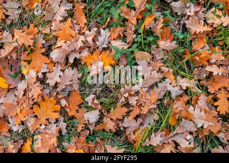 Foglie d'autunno di quercia caduto in una radura di foresta. Foglie gialle d'autunno sul prato del parco Foto Stock