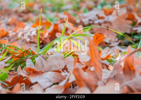 Foglie d'autunno di quercia caduto in una radura di foresta. Foglie gialle d'autunno sul prato del parco Foto Stock