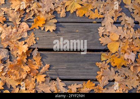 Foglie autunnali di quercia caduto sul marciapiede, pavimentate con tavole di legno. Cornice di foglie gialle autunnali sul sentiero, vista dall'alto. Foto Stock