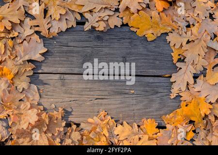 Foglie autunnali di quercia caduto sul marciapiede, pavimentate con tavole di legno. Cornice di foglie gialle autunnali sul sentiero, vista dall'alto. Foto Stock