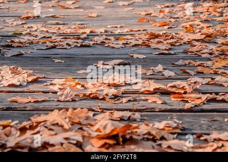 Foglie autunnali di quercia caduto sul marciapiede, pavimentate con tavole di legno. L'autunno giallo parte sul sentiero nel parco Foto Stock