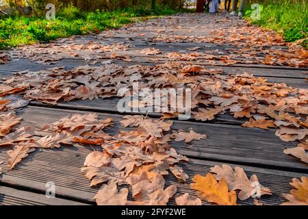 Foglie autunnali di quercia caduto sul marciapiede, pavimentate con tavole di legno. L'autunno giallo parte sul sentiero nel parco Foto Stock