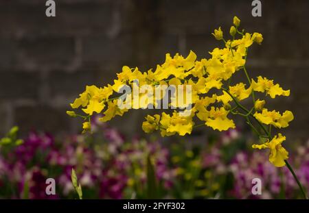 Orchidee oncidium gialle con sfondo sfocato nel vivaio Foto Stock