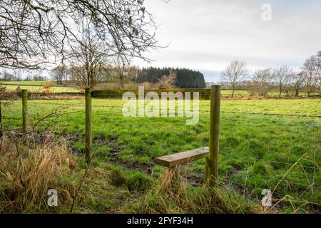Un papavero fissato a uno stile recinzione in campagna sentiero Foto Stock
