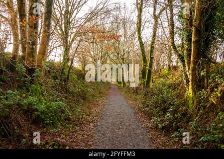 Woodland Trail lungo la vecchia linea ferroviaria di Paddy Line o Galloway in inverno, Dumfries e Galloway, Scozia Foto Stock