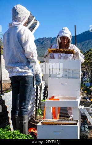 Apicoltori che lavorano in abbigliamento protettivo mentre controllano la salute di un alveare in Tasmania, Australia Foto Stock