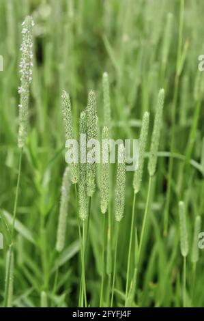 Closeup di timothy erba (nome binomiale: Phleum pratense), un membro della famiglia di erba, che cresce in Illinois prateria, all'inizio di luglio (profondità poco profonda di fie Foto Stock