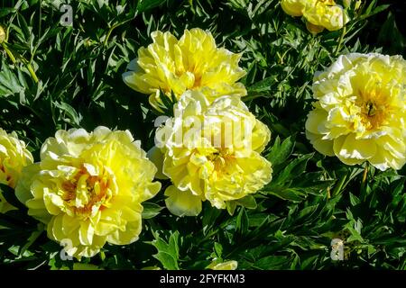 Peony Bartzella Paeonia grandi, profumati, semi-doppi o doppi, fiori gialli al limone si mescolano tra un albero peonia erbacea fiori di peonia peonie Foto Stock