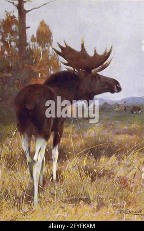 Male ELK (Alces alces here as Alces machlis) tratto dal libro ' Animal portraiture ' di Richard Lydekker, e illustrato da Wilhelm Kuhnert, pubblicato a Londra da Frederick Warne & Co. Nel 1912 Foto Stock