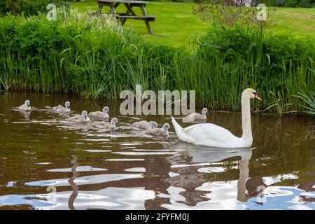 Mute Swan con i cignets, vicino a Brecon sul Monboccuthshire e Brecon Canal, Powys, Galles, Regno Unito Foto Stock