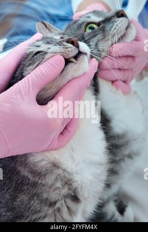 Il medico veterinario controlla le malattie dei denti e. bocca del gatto in clinica Foto Stock