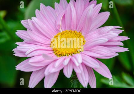 Primo piano vista di un fiore rosa di piretio in un giardino. Foto Stock