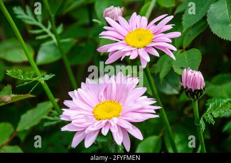 Primo piano vista dei fiori rosa di piretio in un giardino. Foto Stock