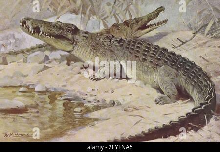 Il coccodrillo del Nilo (Crocodylus niloticus qui come Crocodilus niloticus) è un coccodrillo grande nativo degli habitat di acqua dolce in Africa, dal libro ' Animal portraiture ' di Richard Lydekker, e illustrato da Wilhelm Kuhnert, pubblicato a Londra da Frederick Warne & Co. Nel 1912 Foto Stock