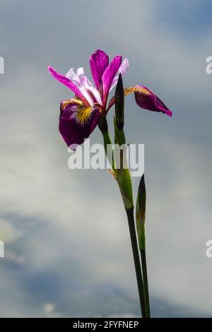 Iris 'John Wood' meraviglioso fiore iris con una base viola scura delle foglie e fiore viola Foto Stock