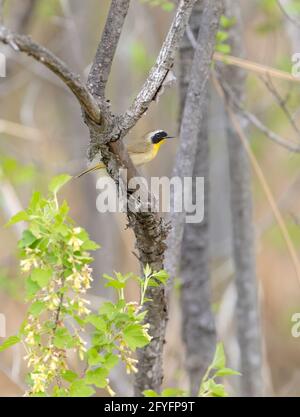 Comune Yellowgaugh maschio appollaiato in un albero a Ottawa, Canada Foto Stock