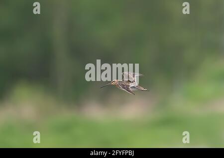 Il cecchino di Wilson in volo in una bella mattina di primavera Canada Foto Stock