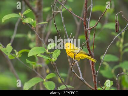 Warbler giallo arroccato sul ramo in primavera n Canada Foto Stock