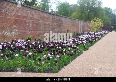 Tulip fiorito nel Victorian Weston Walled Kitchen Garden a RHS Garden Bridgewater, Worsley, Manchester, Regno Unito. Foto Stock