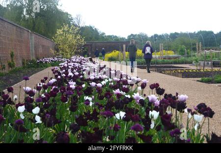 Coppia Walking by Tulip fiorito nel Victorian Weston Walled Kitchen Garden a RHS Garden Bridgewater, Worsley, Manchester, UK. Foto Stock